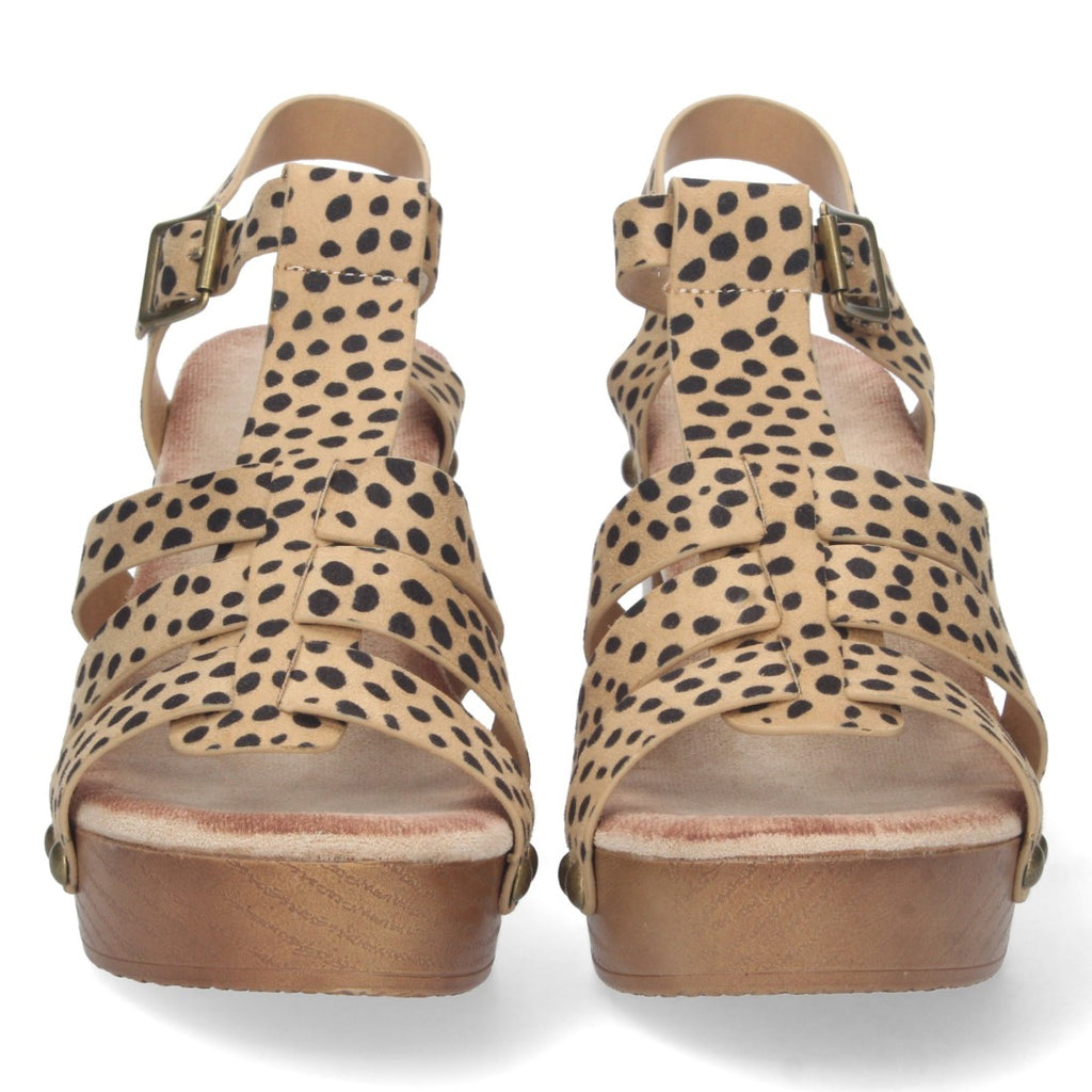 DB-2353-Lleopard